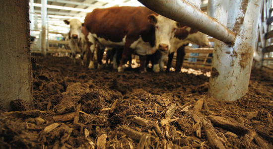 Cattle Floor Great attention is paid to animal welfare at the Victorian Livestock Exchange